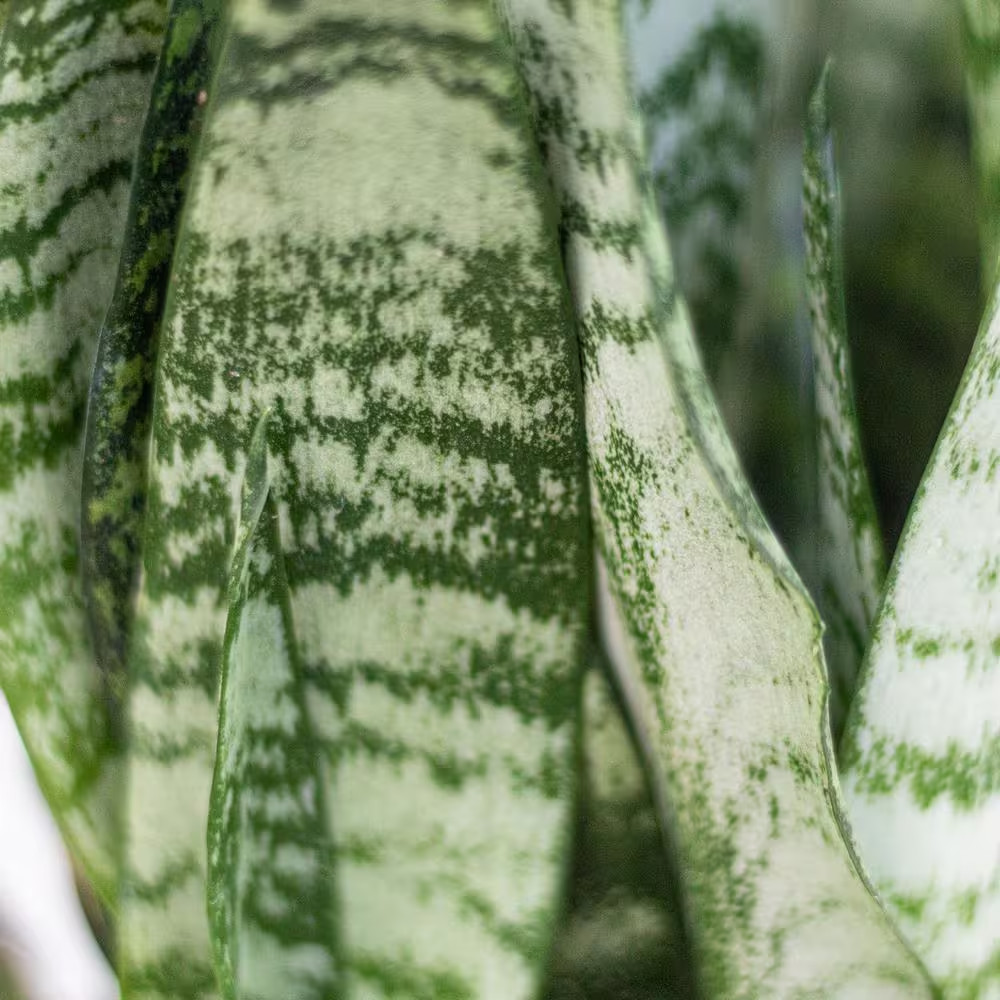 Live Sansevieria Zeylanica Indoor Snake Plant Shipped in 6 In. Grower Pot