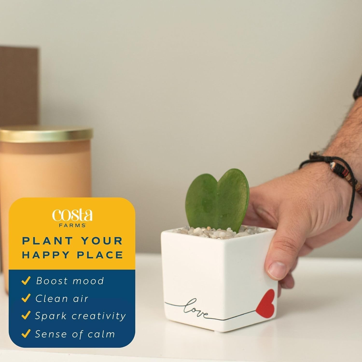 Easy Care Hoya Heart Live Plant in Decorative Pot/-^-~