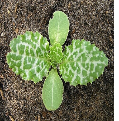 St Mary’s Milk Thistle 60 Seeds-Silybum Marianum Brooklyn Botanical Garden Club!