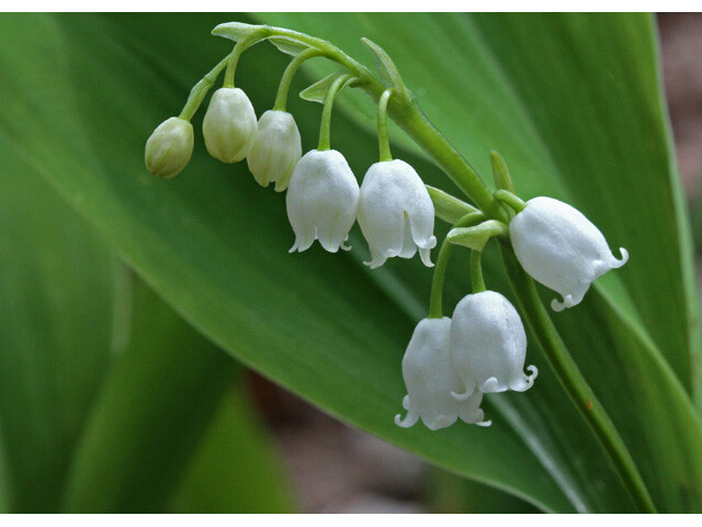 (10) Lily of the Valley (Convallaria Majalis)