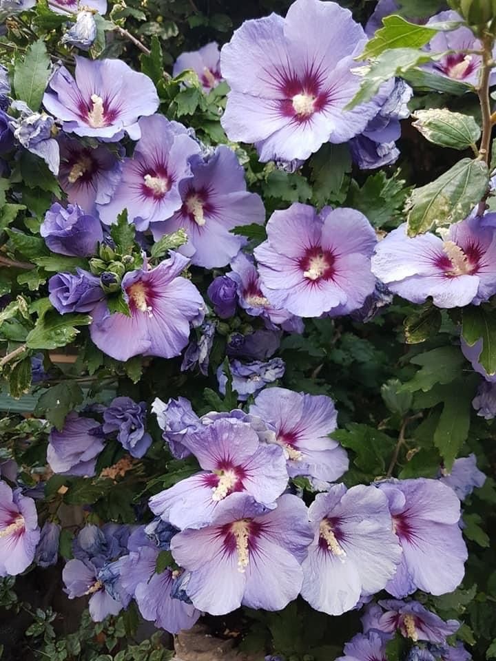 500+ Rose of Sharon (Hibiscus Syriacus) Flower Fresh Seeds . Mixed Colors