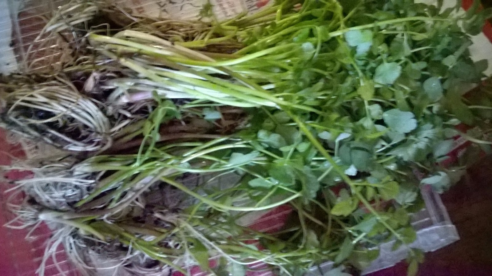 Korean watercress/ minari plants 12 Bare roots+ 12 FREE FOR GOOD MEASURE