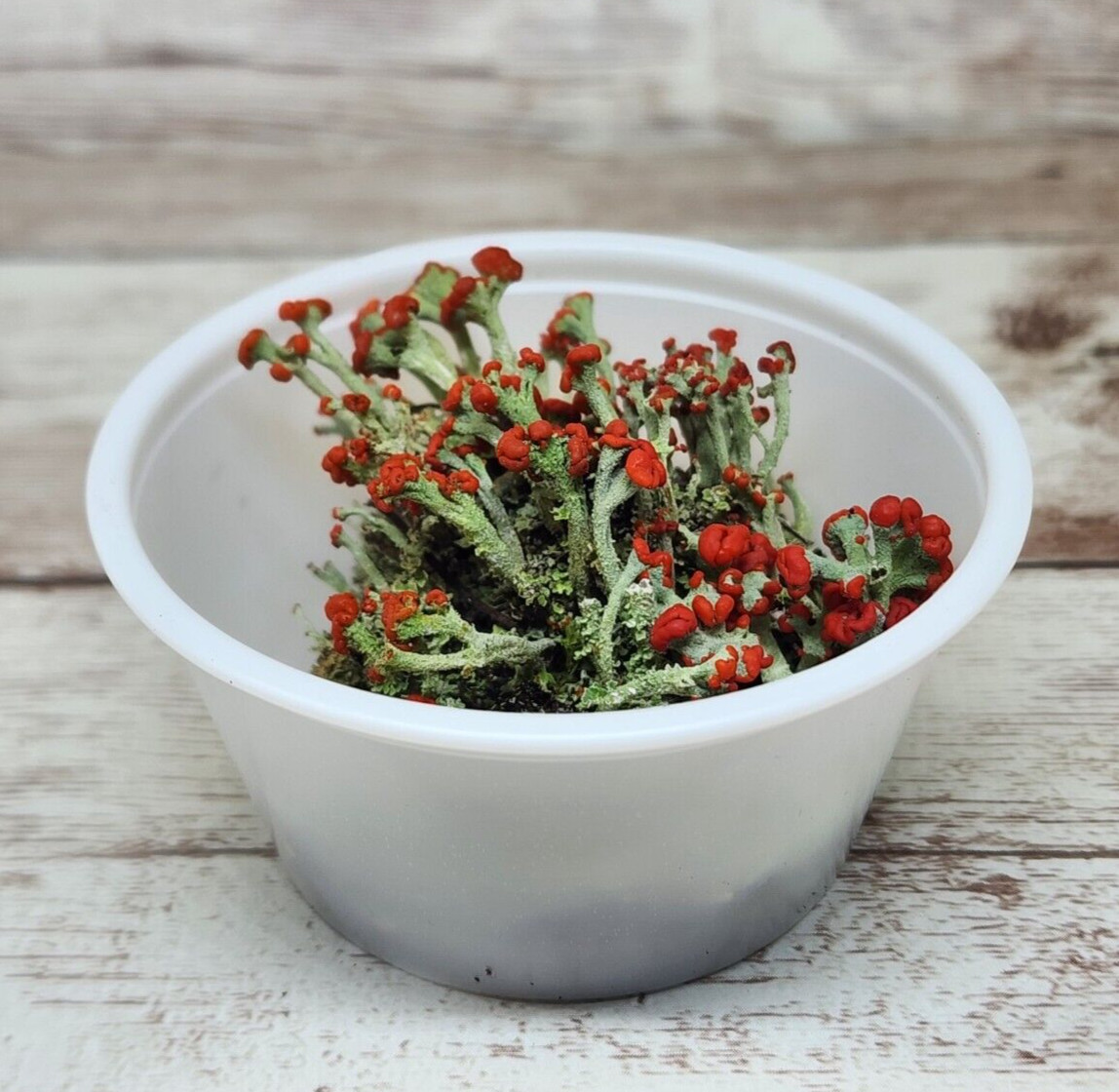Live British Soldier Lichen for Terrarium, Fairy Garden, Cladonia, 2oz Cup