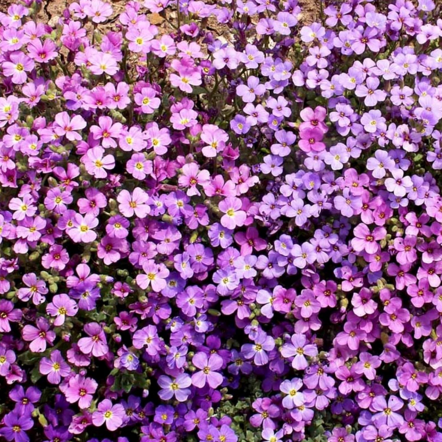 Purple Rockcress Seeds – Heirloom Perennial Flowers for Gorgeous Rock Gardens