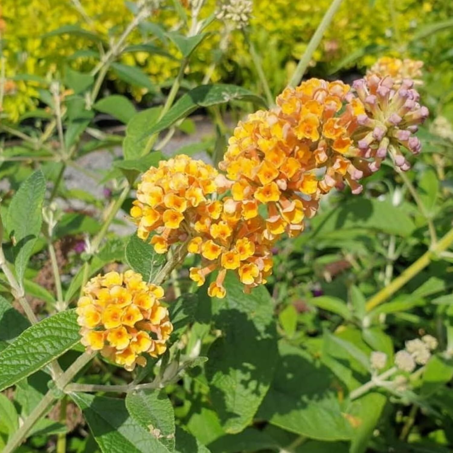 Yellow Butterfly Bush Starter Plant 4-6″ Tall-Honeycomb Buddleia Plant
