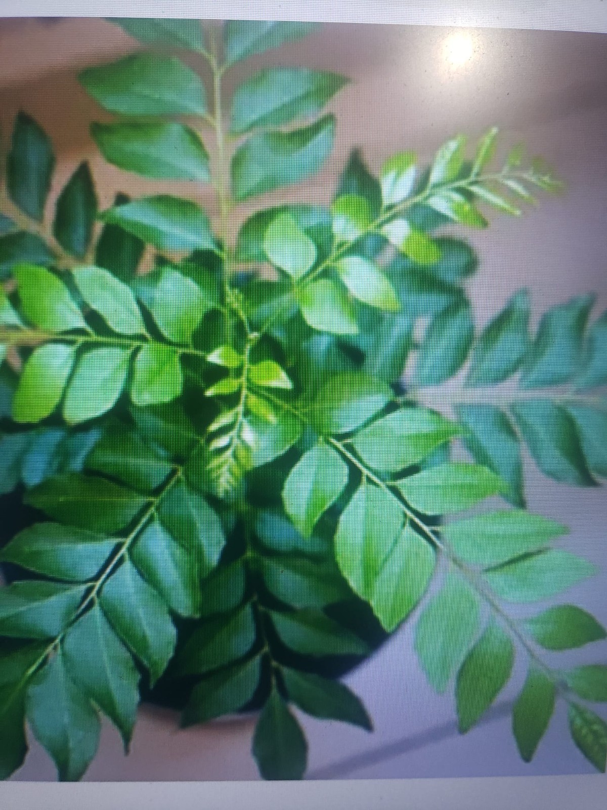Organic Curry Leaf (Murraya koengini) Plant 12 Inches + USA Seller-Free Shipping