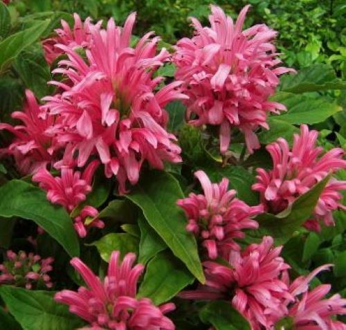 *PINK FLAMINGO JUSTICIA CARNEA* AKA as Brazilian Plume Jacobinia Starter Plant