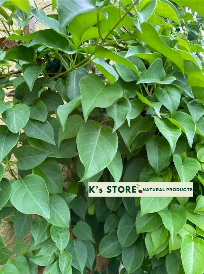 RIVER LEAF VINE SEEDS , HAT LÁ GIANG |HIGH GERMINATION RATE 85%|
