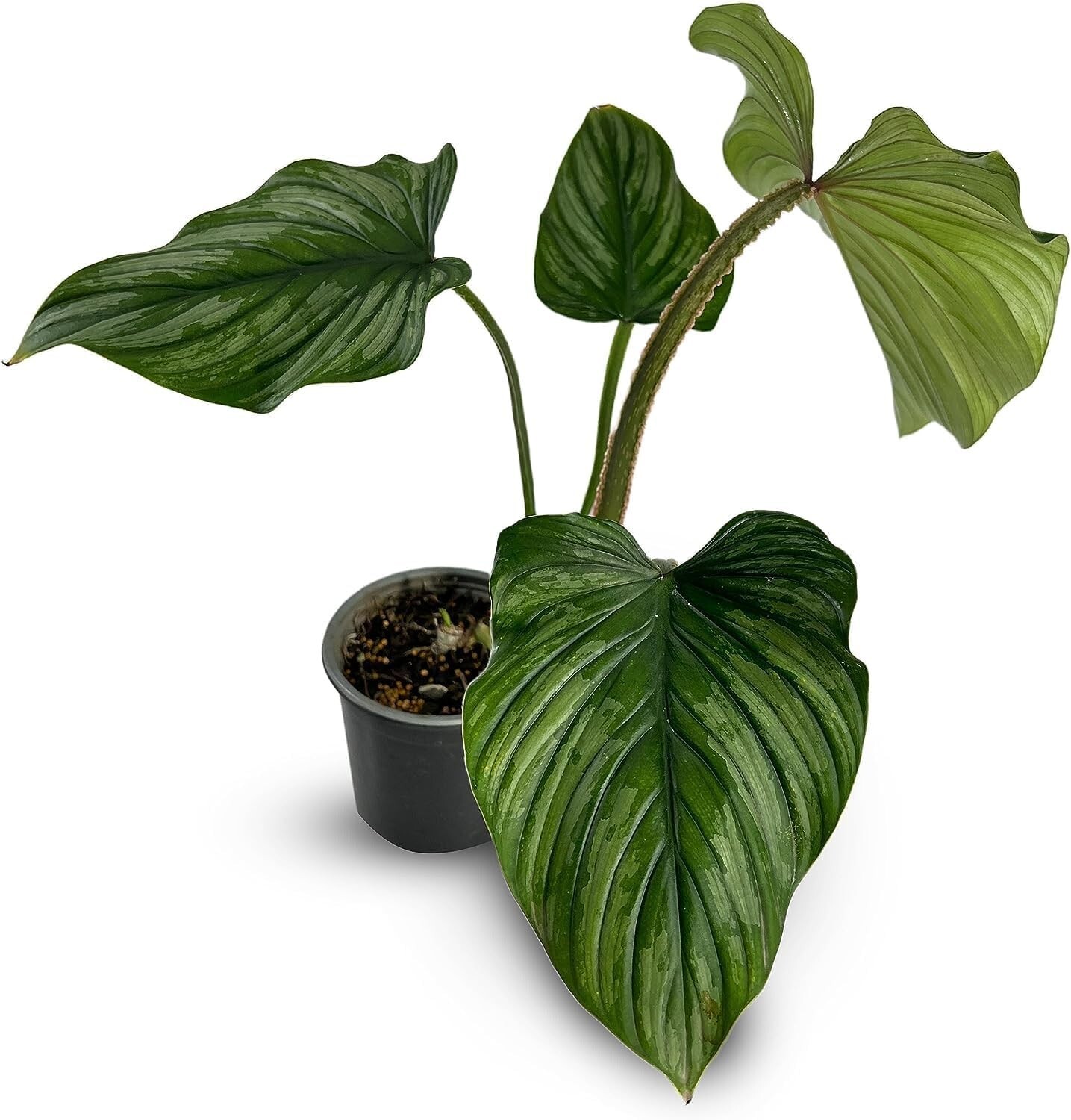 Philodendron Mamei Silver by LEAL PLANTS ECUADOR | Live Elephant Ear Plant