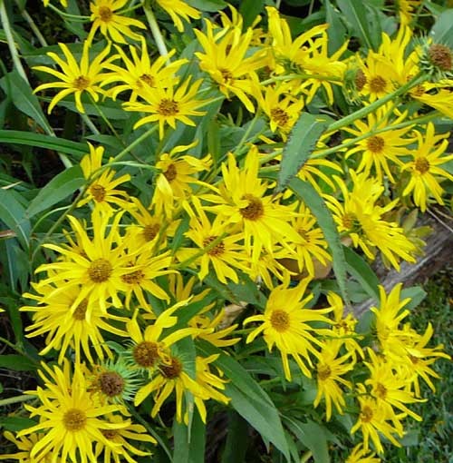 101+MAXIMILIAN Prairie SUNFLOWER Seeds Native Wildflower Heat Cold Drought Fence
