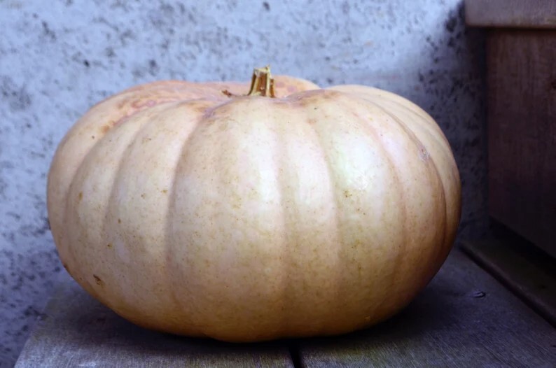 Long Island Cheese Pumpkin Pie Premium Seed Packet