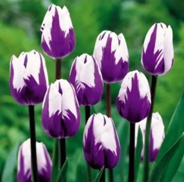 50 Tulip Flower Seeds Much Less Money Than Bulbs