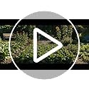 50 Straight Eight Cucumber Seeds Heirloom Non-GMO USA Grown Vegetable Planting