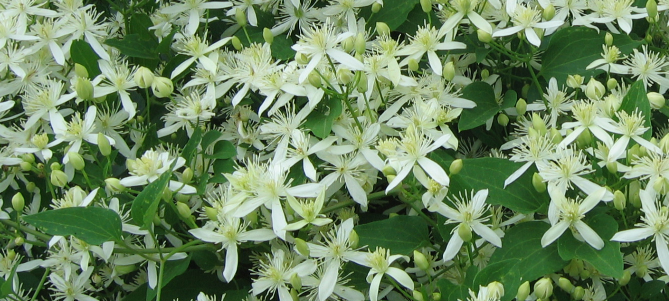 1-Year Roots Sweet Autumn Clematis (Virginsbower Clematis Paniculate Terniflora)