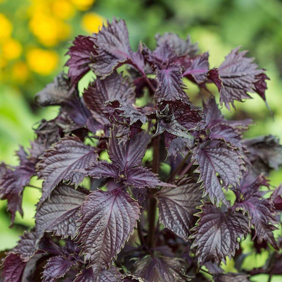 Live Purple Shiso Plants, Perilla, Beefsteak Well Rooted 6″+ tall Plant Herb