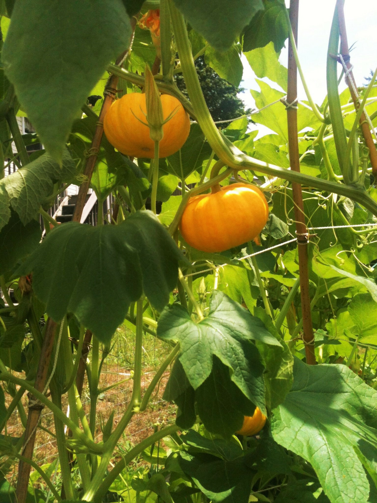 Jack Be Little Pumpkin Seeds | Mini Orange Untreated Halloween Baby Seed 2024