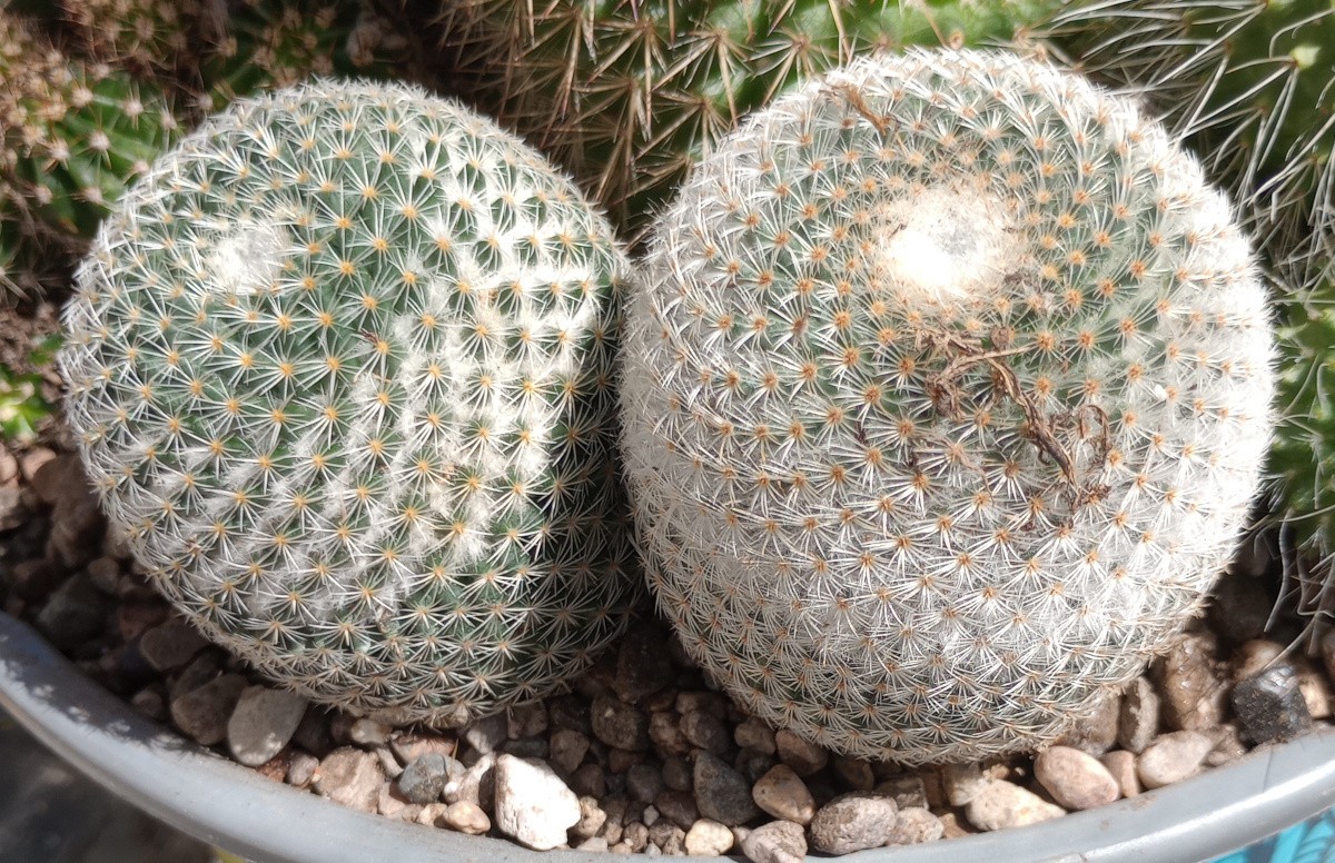 Mammillaria pseudoperbella Clumping Golf Ball Pin Cushion Cactus 157