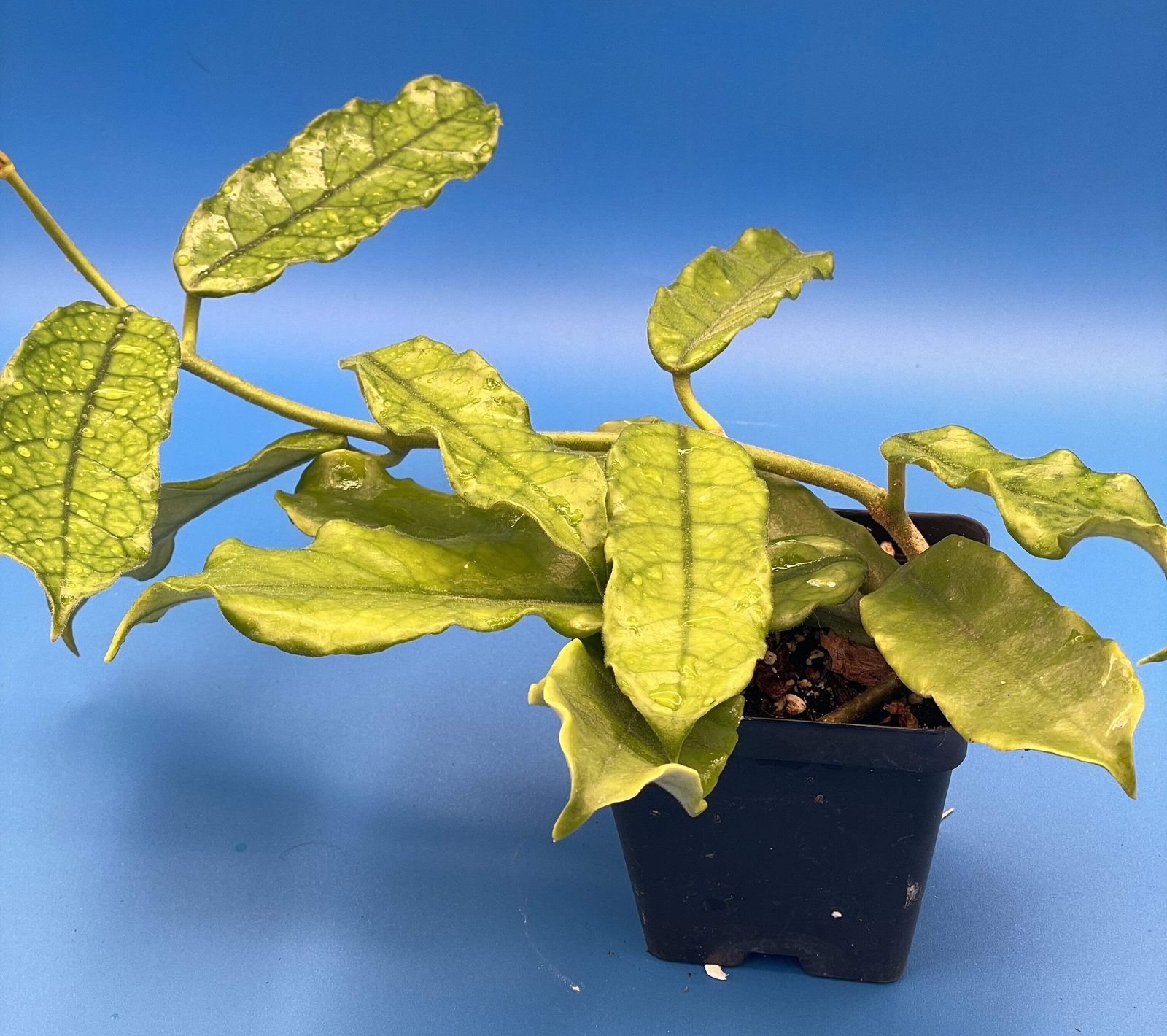 Hoya Globulosa Grown In 3.5″ Pots Very Healthy Velvet Fuzzy Leaves!
