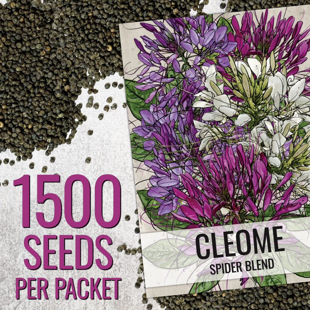 Cleome Seeds For Planting, Spider Mixture (Cleome hassleriana)
