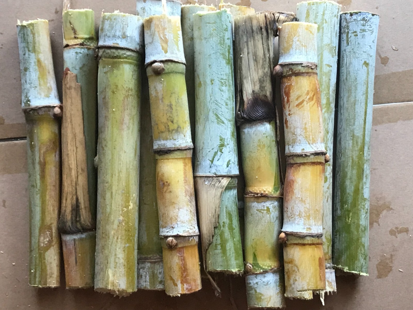 5 Sugarcane Cuttings Sugar Cane Plant, Ready To Root and Grow