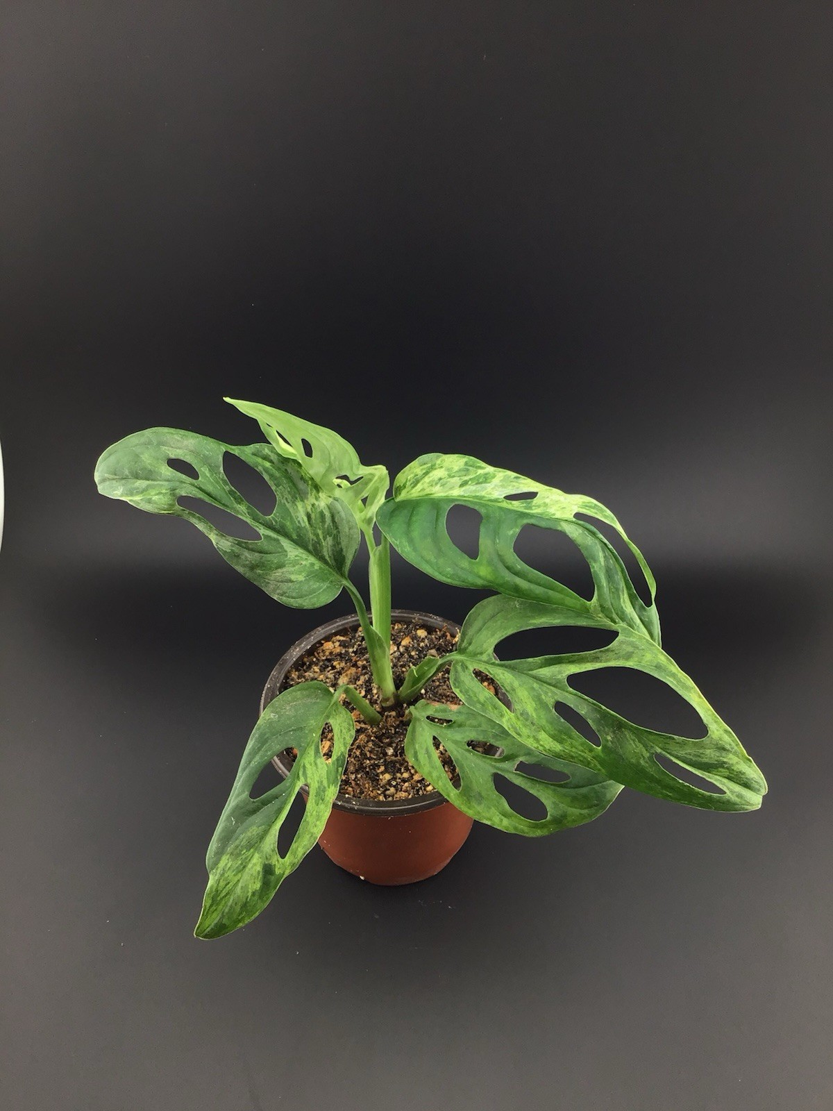 monstera adansonii variegated ‘Mint’ Live Plant With Roots FREE SHIPPING