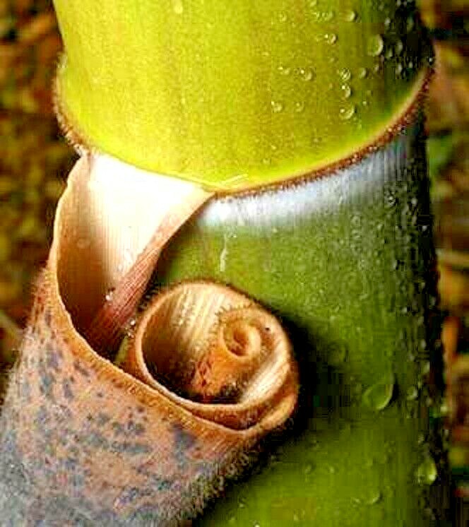 20 GIANT MOSO BAMBOO SEEDS – Phyllostachys pubescens