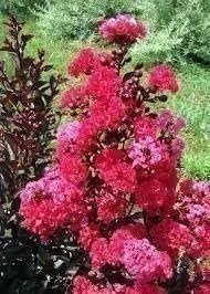 Crape Myrtle Dynamite Red | Extra Large 3 Gallon Plant | Vivid Red Blooms &…
