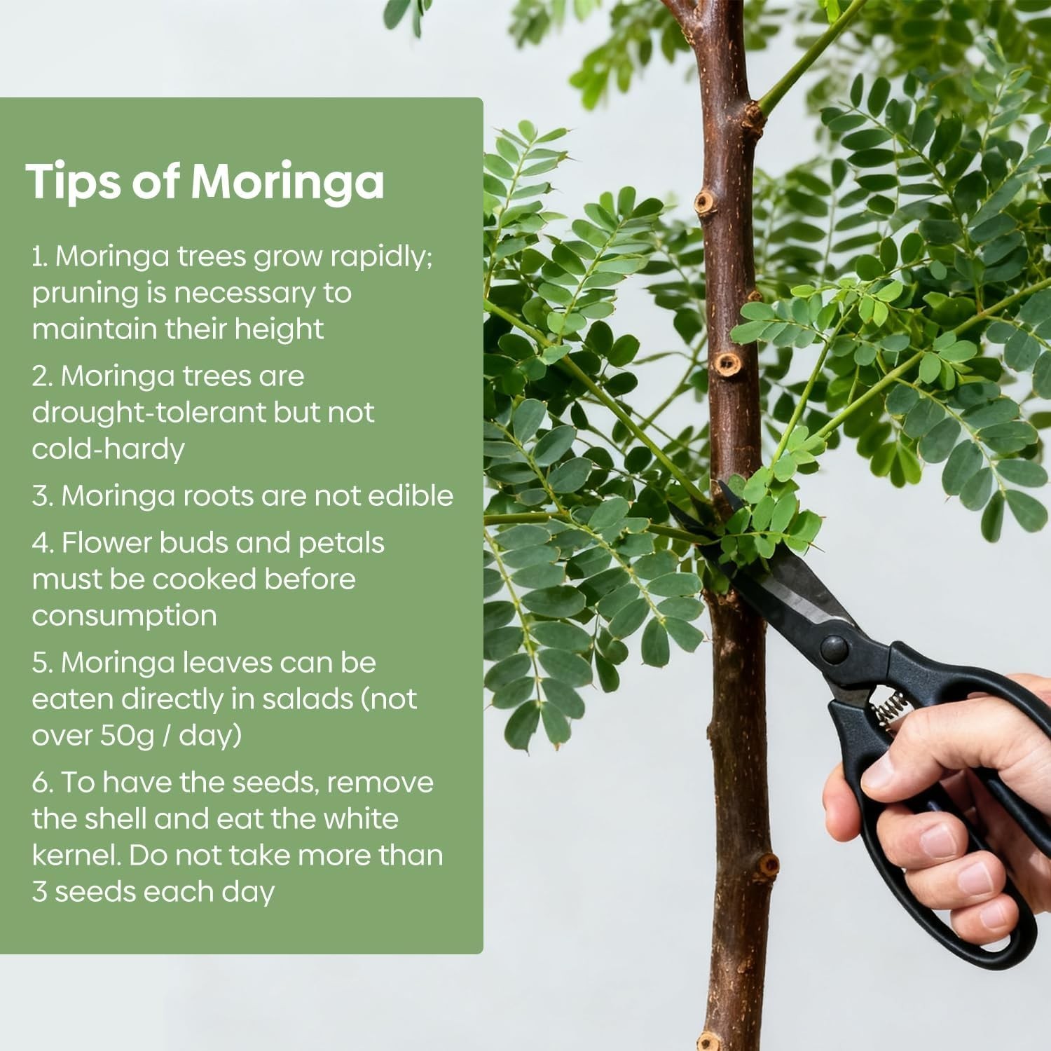 Moringa Seeds for Planting, 2 Ounce 140+ Seeds, 100% Natural Semillas de Mori…