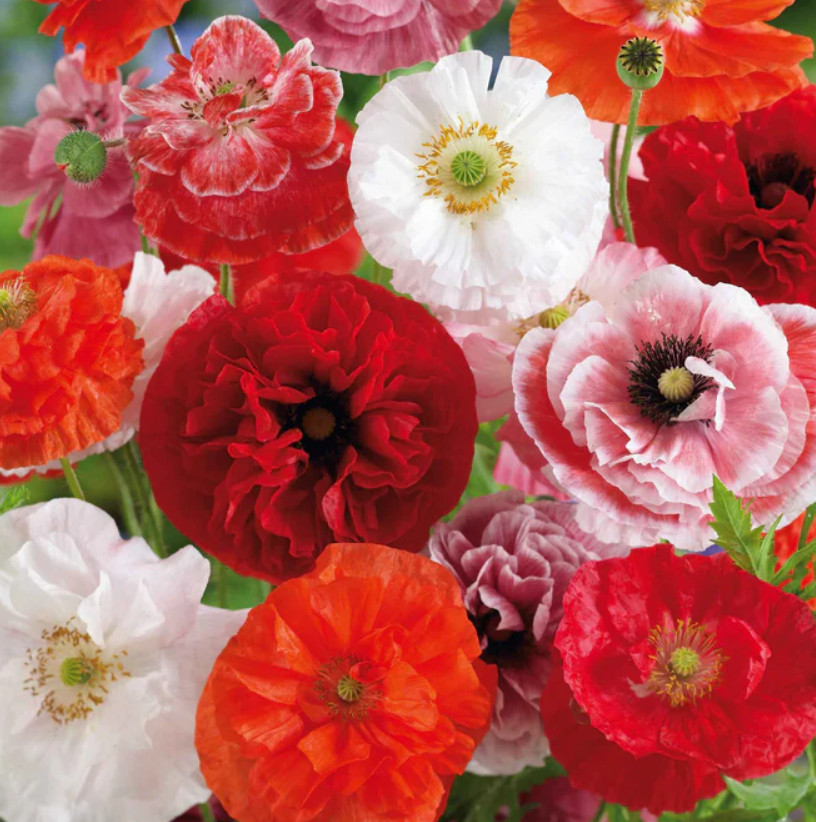 Poppy SHIRLEY MIXED DOUBLE Pink Red White Blooms Reseeds Non-GMO 2000 Seeds