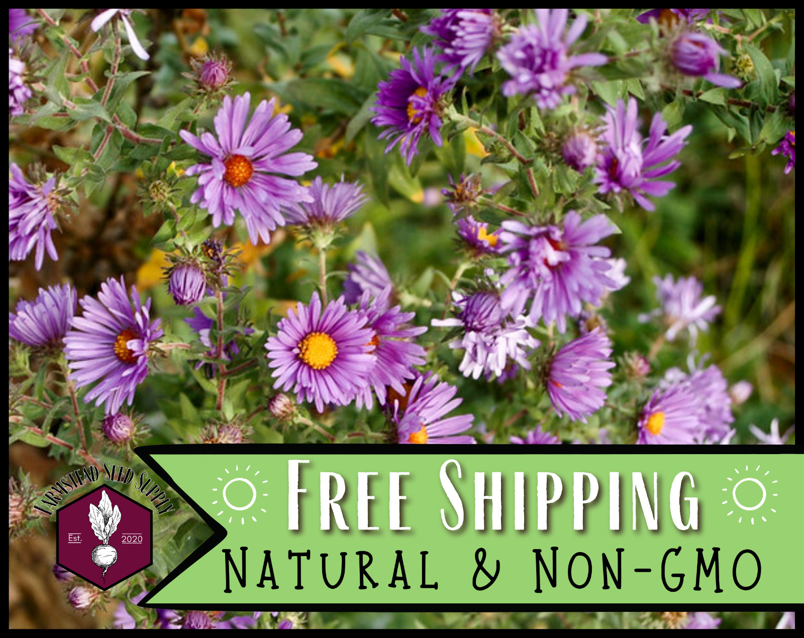 775+ New England Aster Seeds | Native Perennial Wildflower Gardening Flower Seed