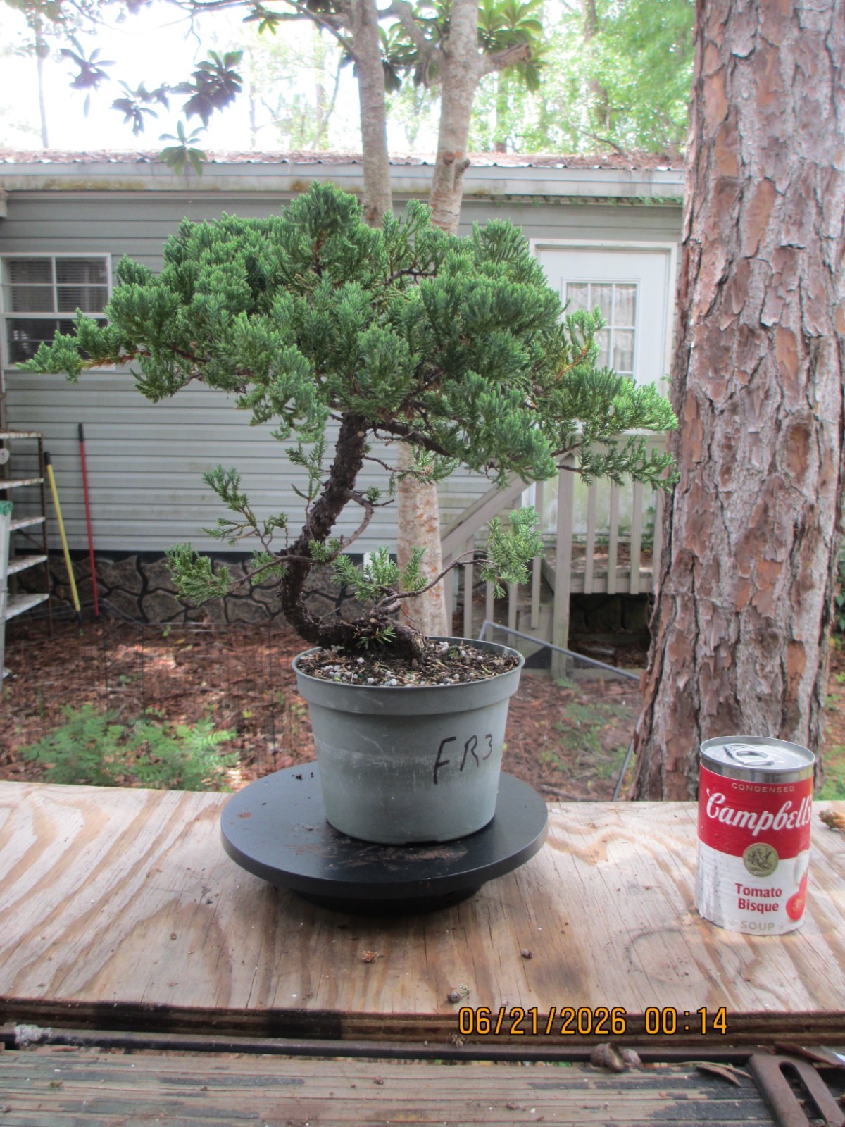 SPECIMEN BONSAI TREE JUNIPER PROCUMBENS NANA/FR3