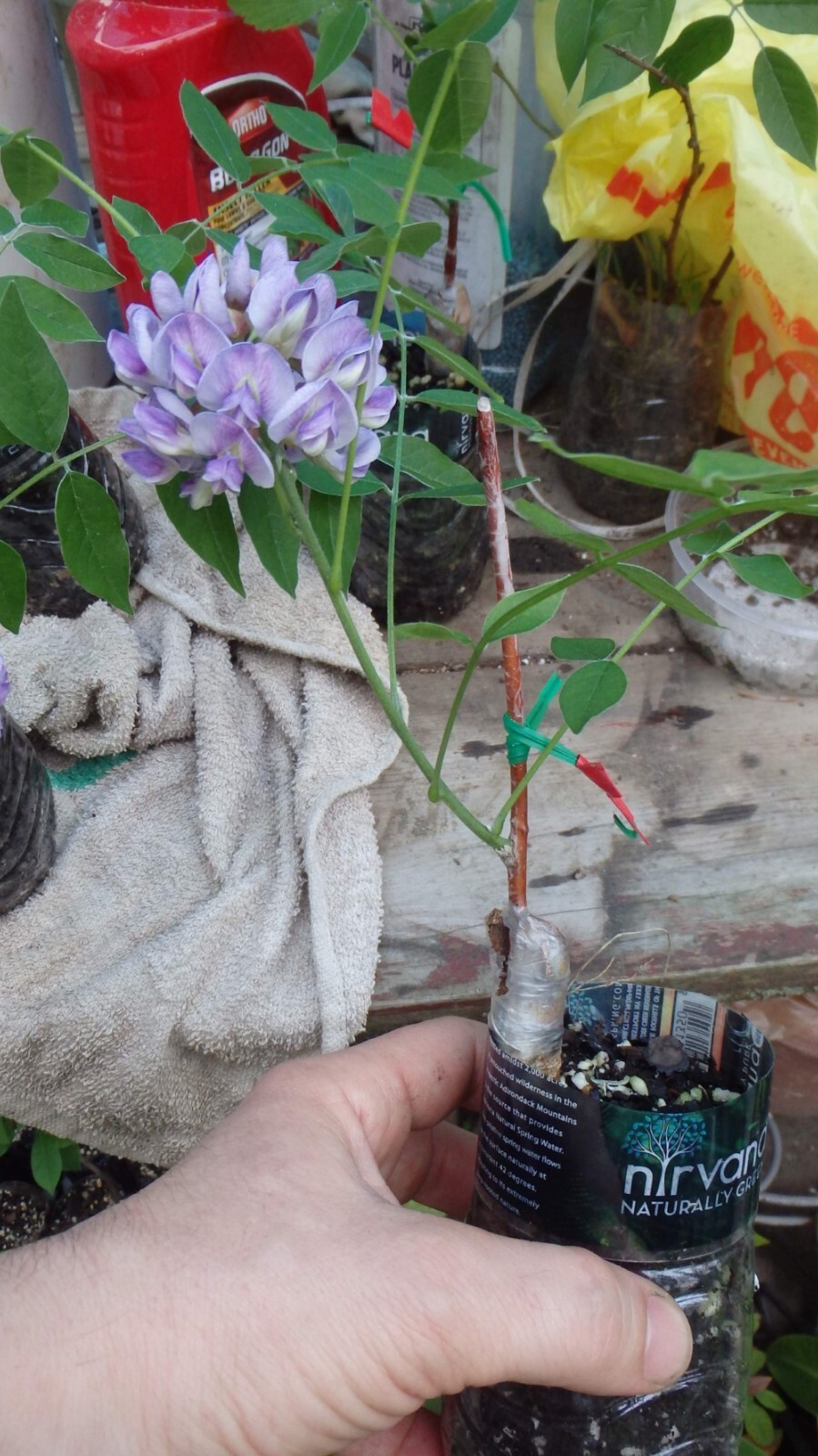 Wisteria frutescens ‘Amethyst Falls’, grafted 1 year old plant