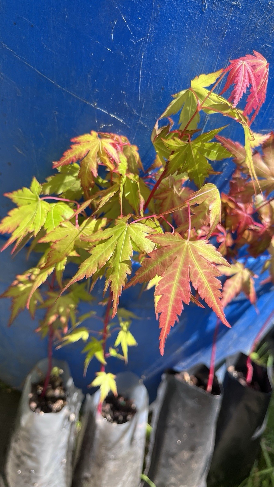 6-12″ tall Acer palmatum ‘Winter Red’ Coral Bark Japanese Maple 1 year old