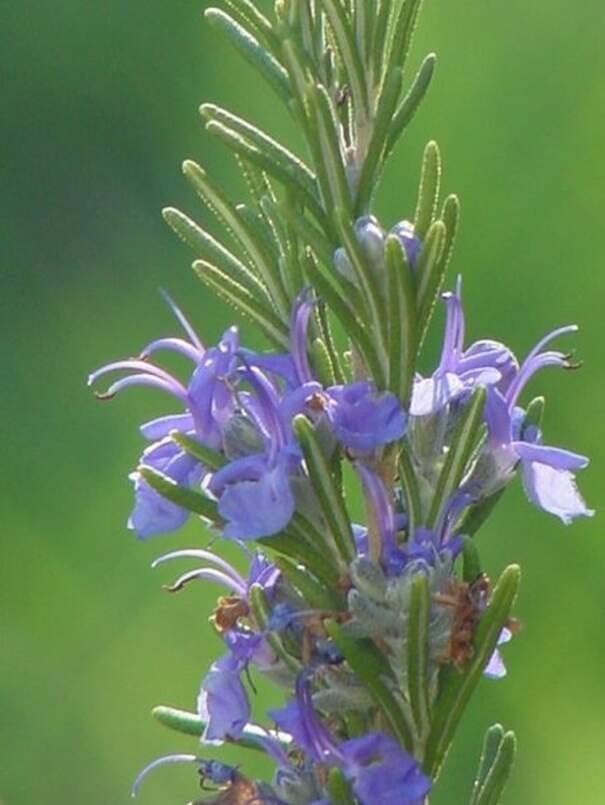 Rosemary Herb Seeds for Planting (50 Seeds) – Rosmarinus officinalis