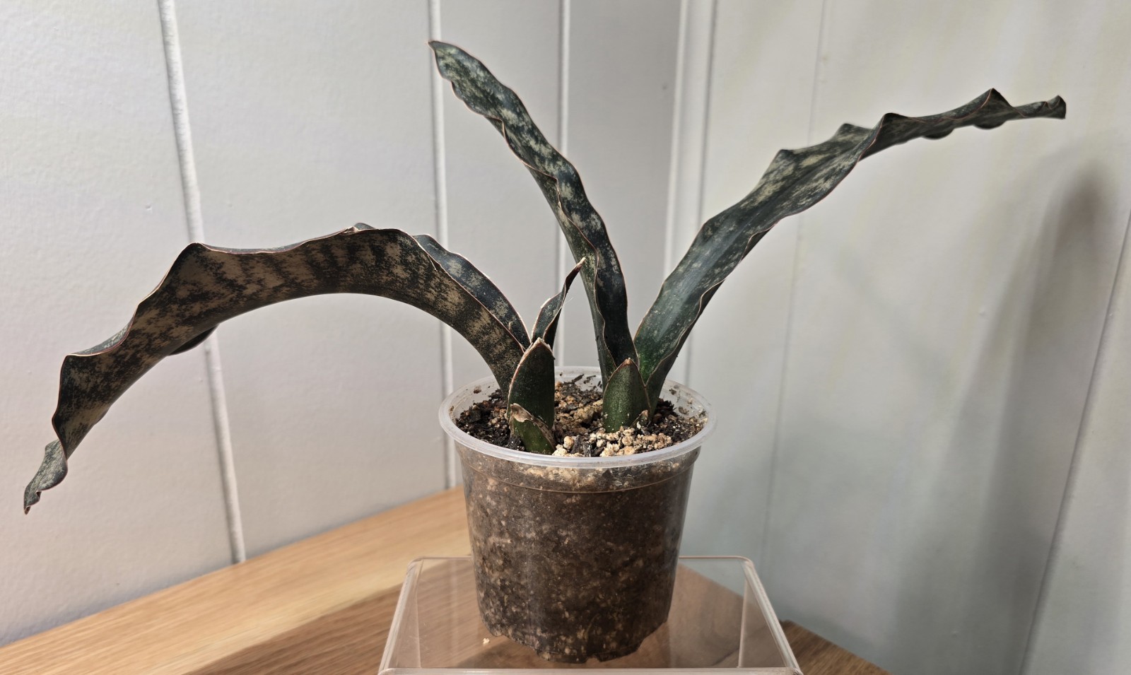 RARE!! HUGE!! Dracaena Pethera var. Sansevieria “Coppertone” Snake Plant 4″ Pot