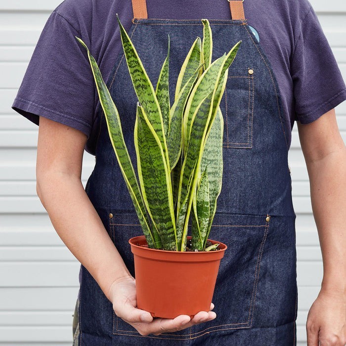 Snake Plant ‘Laurentii’