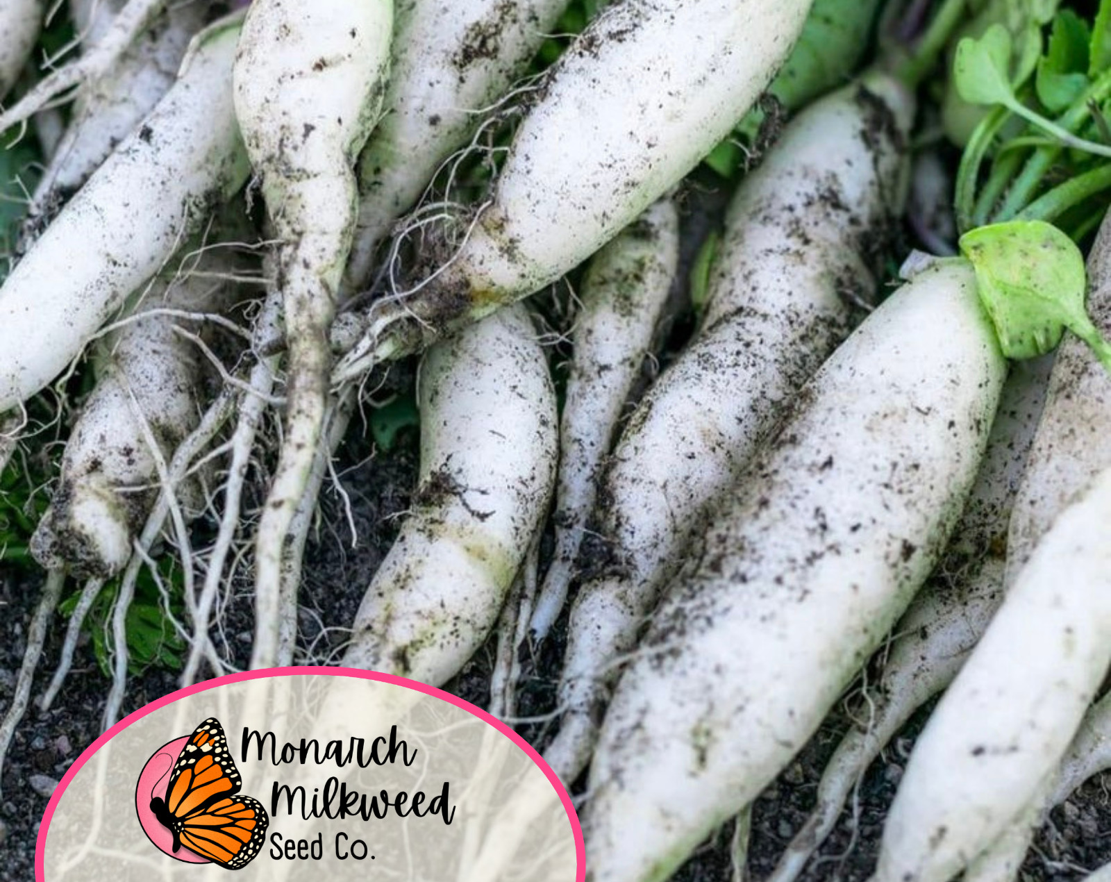 1,200+ Radish Seeds ‘White Icicle’ | Heirloom, Non-GMO, Vegetable Gardening Seed