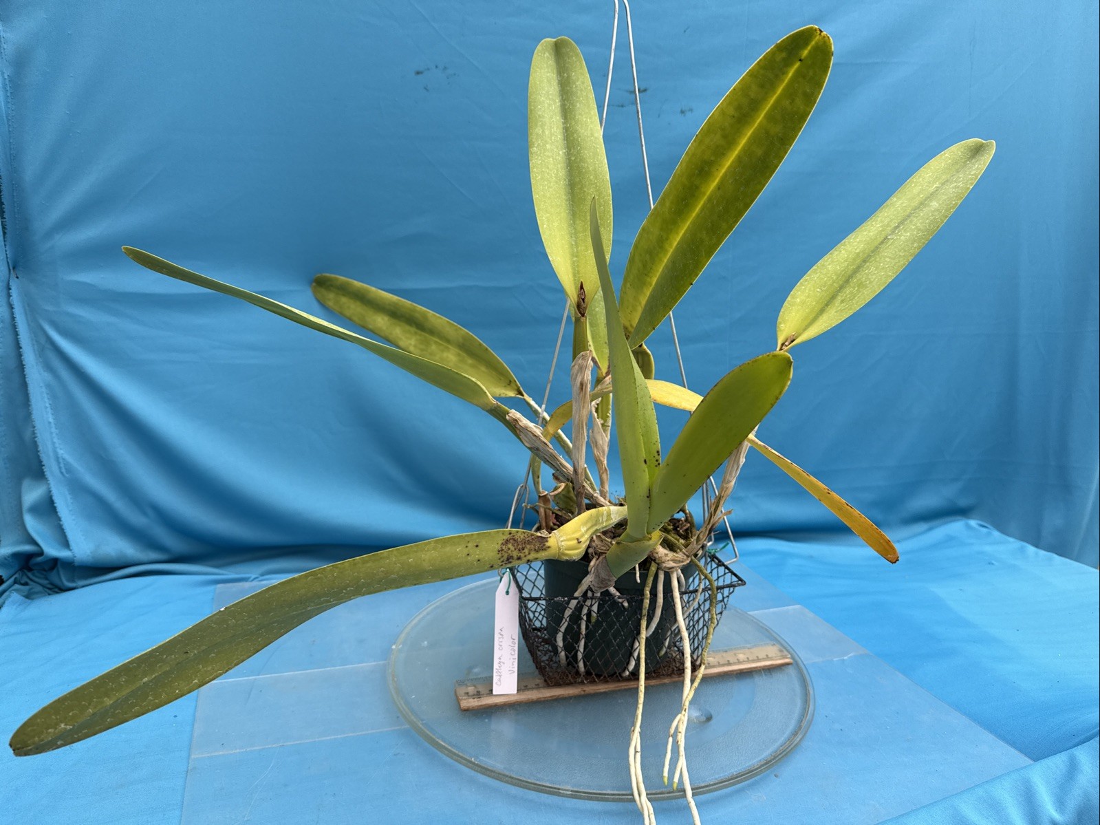 Cattleya crispa Vinicolor New Growth + Sheath Orchid Eros BS Species 9” Pot