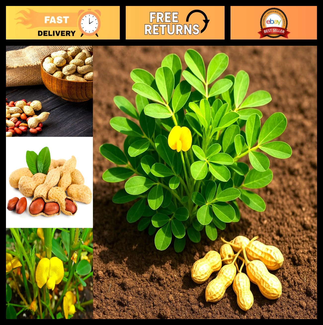 Spanish Peanut Seeds – 10 Pack for Growing Annual Warm-Season Plants, High Yield