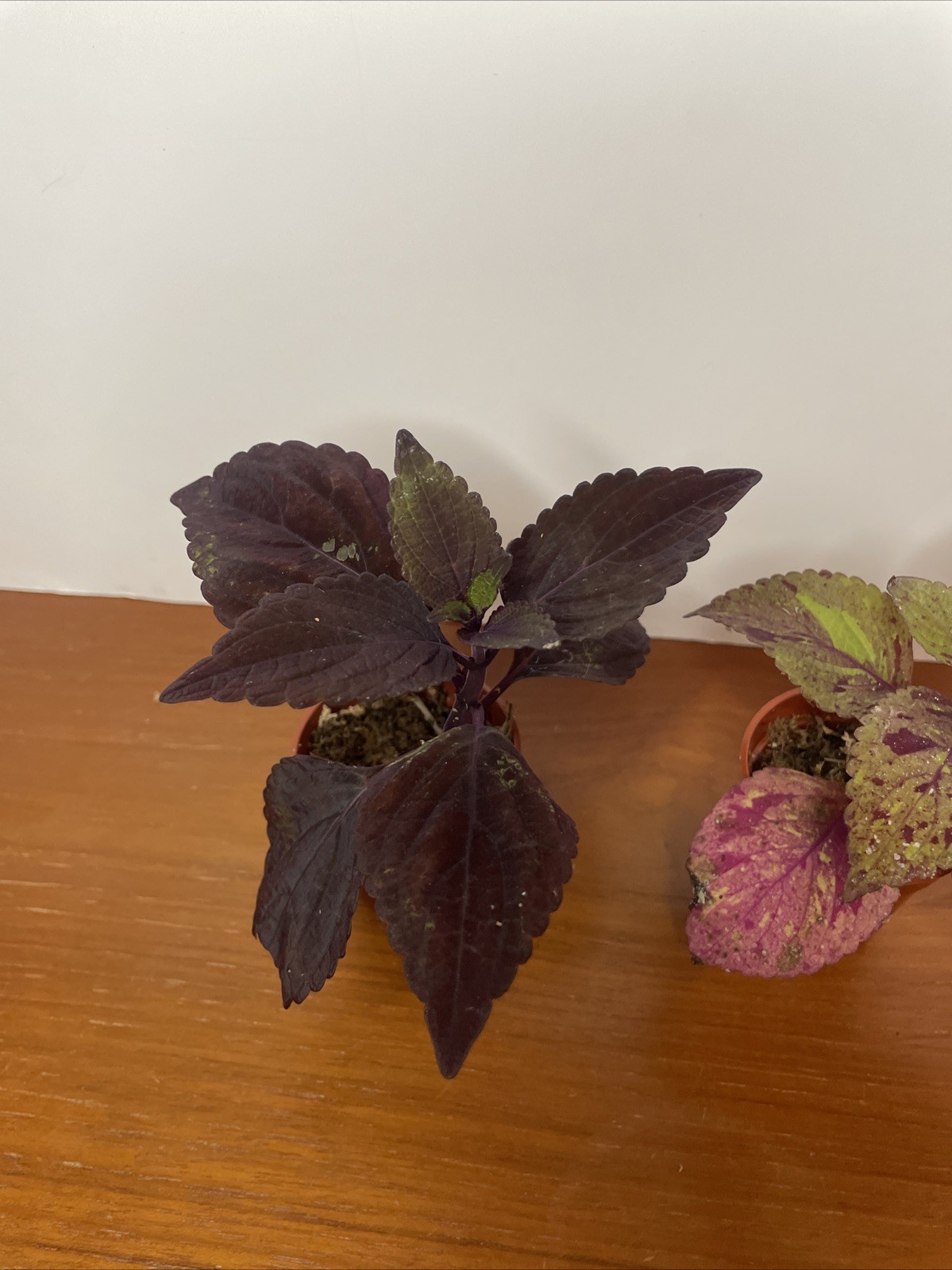 Coleus 2 Live Plants Marble Mania, Chocolate Green Red Dark Purple