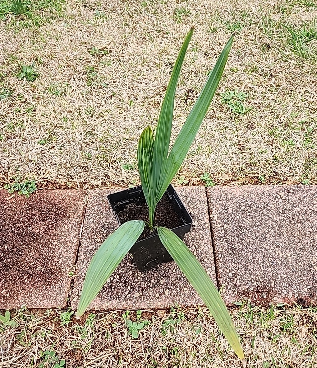 Sabal louisiana