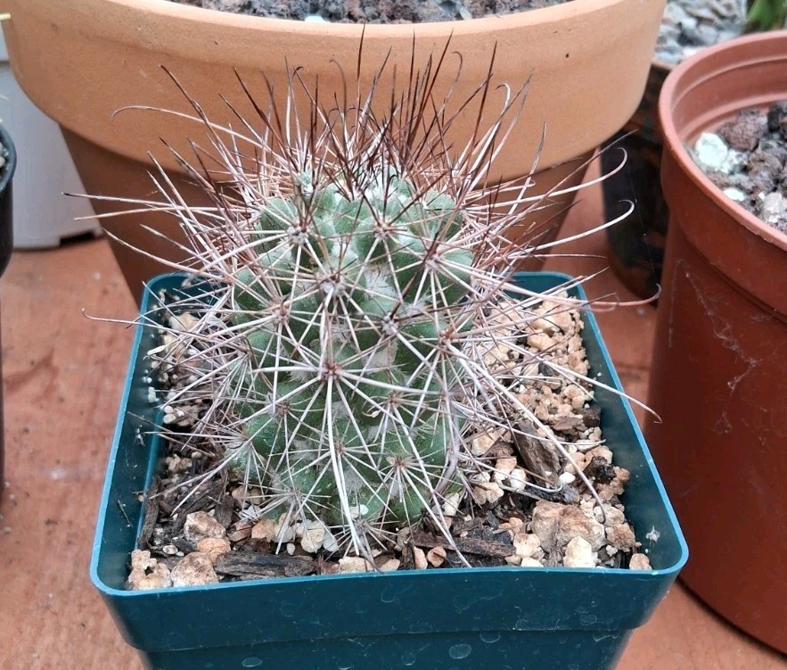 Mammillaria Poselgeri EXOTIC rare Cactus From BAJA MEXICO! Ships In A 4″ Pot!