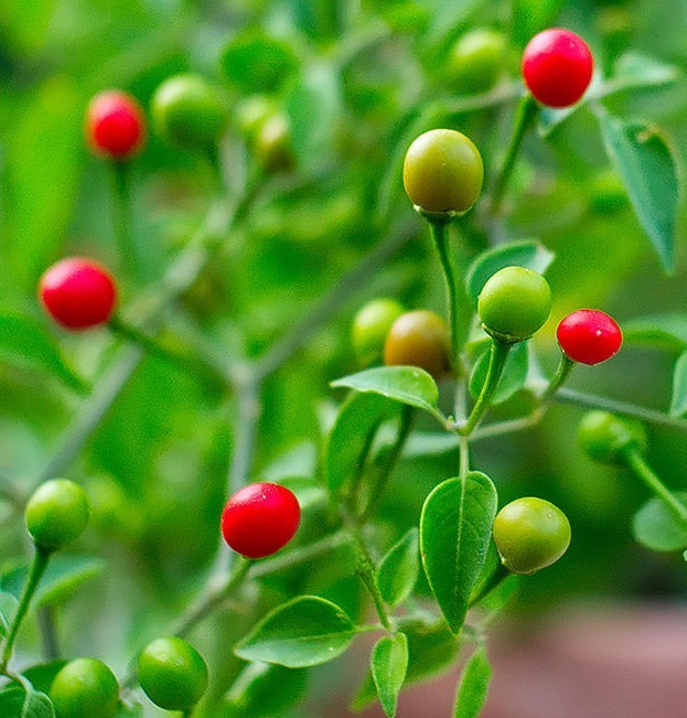 20 Classic Fresh Hot Chiltepin Premium Pepper Seeds-A 19