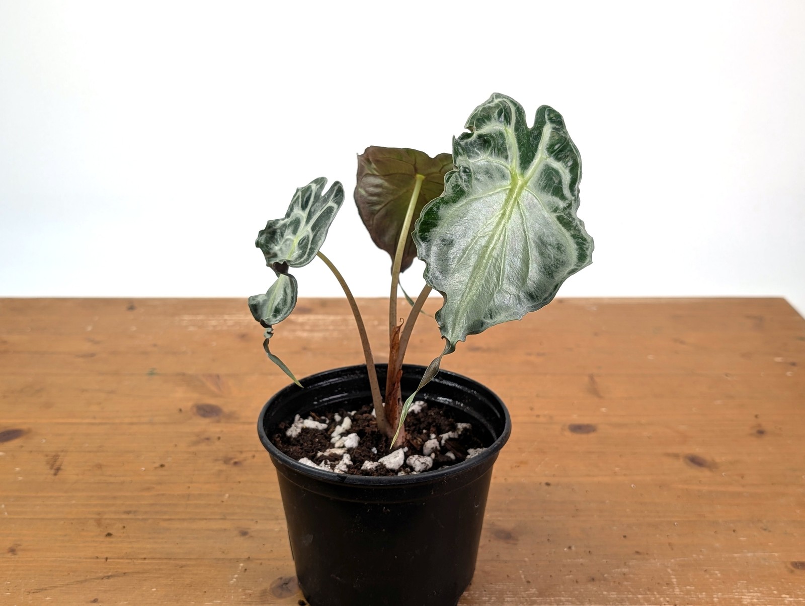 Alocasia Venom – Exact Plant in 6″ Pot – #16I (Mother Plant)