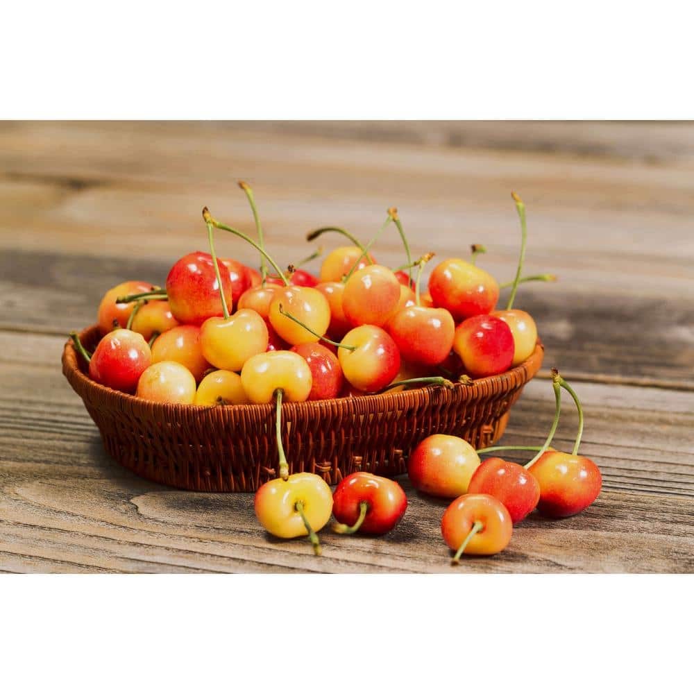 3 ft Rainier Cherry Tree with Blonde-Yellow Sweet Fruit for Garden Planting