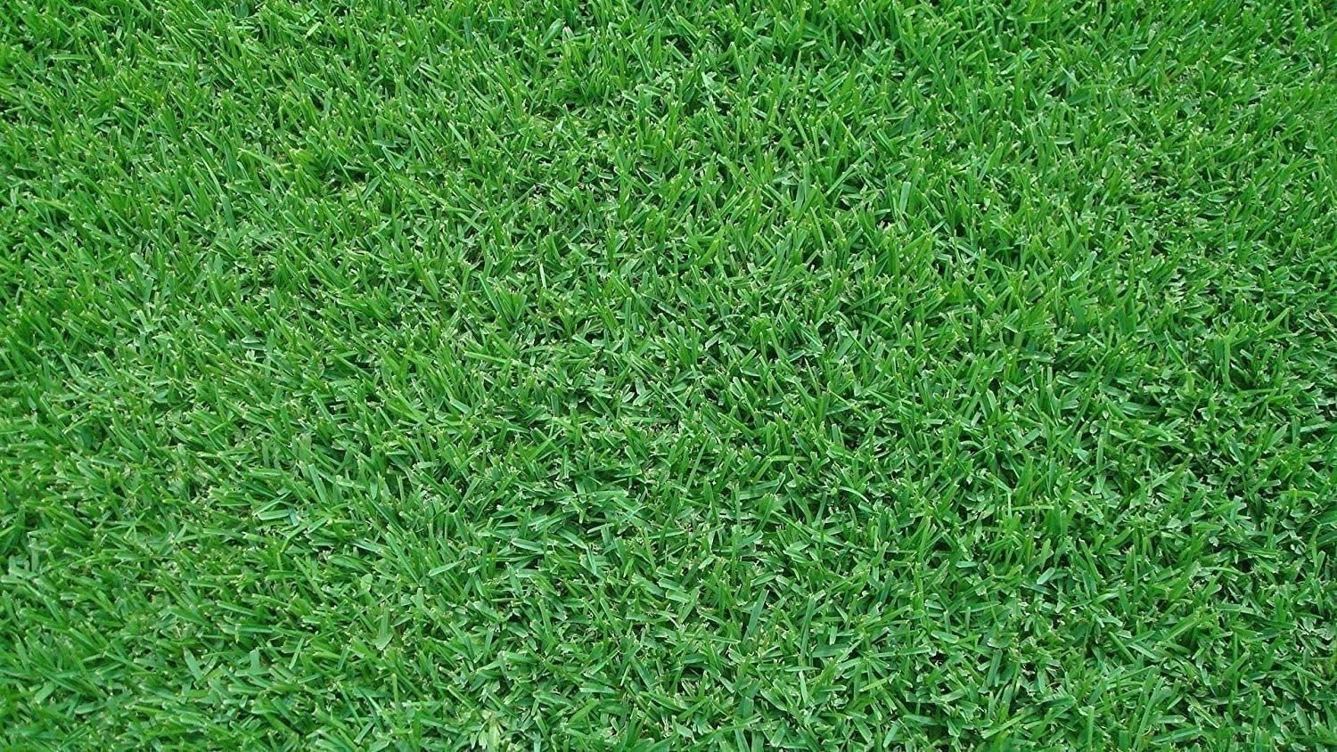 Seville | Sod Plugs | Stenotaphrum Secundatum | Low Maintenance | Hardy Lawn
