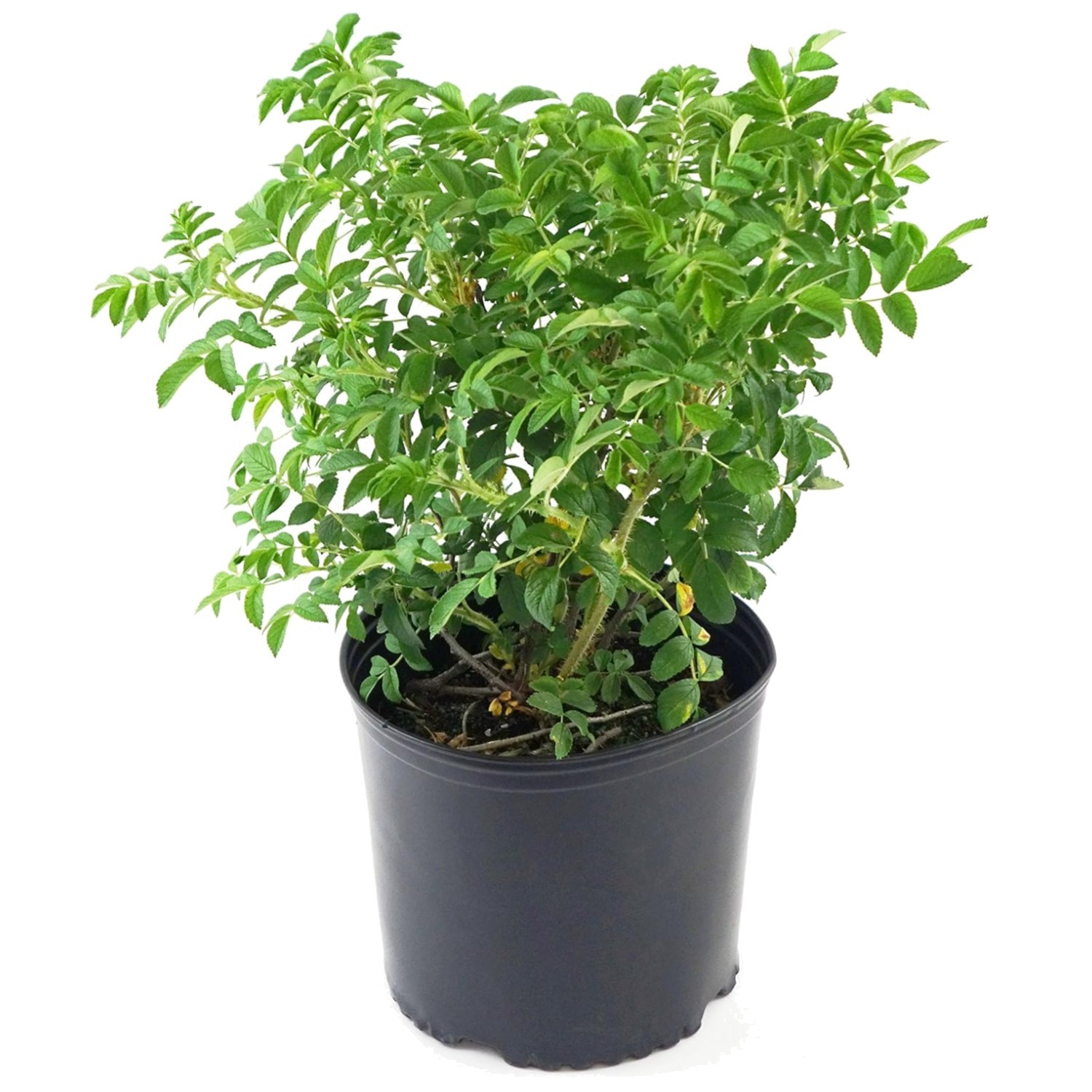 Robust Pink Rugosa – Size #2 Container – Drought Tolerant