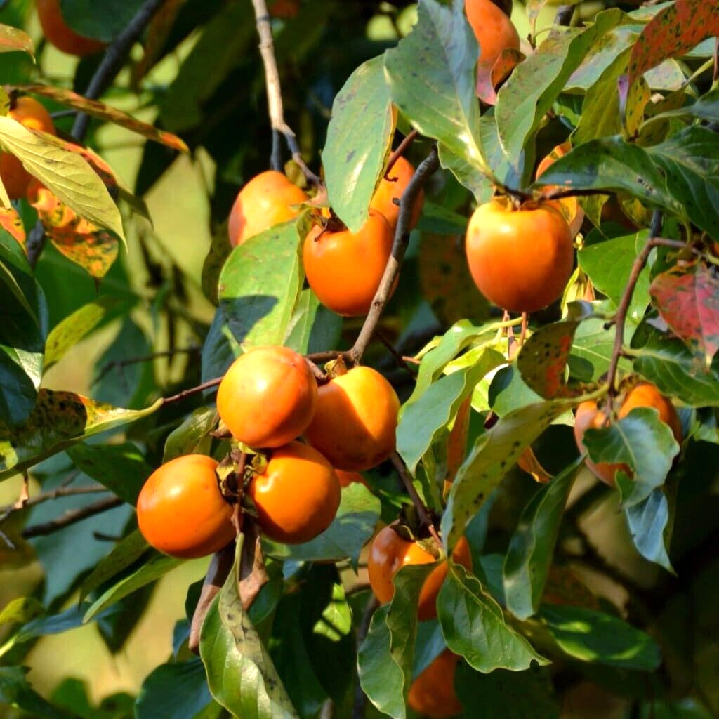 10 AMERICAN PERSIMMON SEEDS – Diospyros virginiana