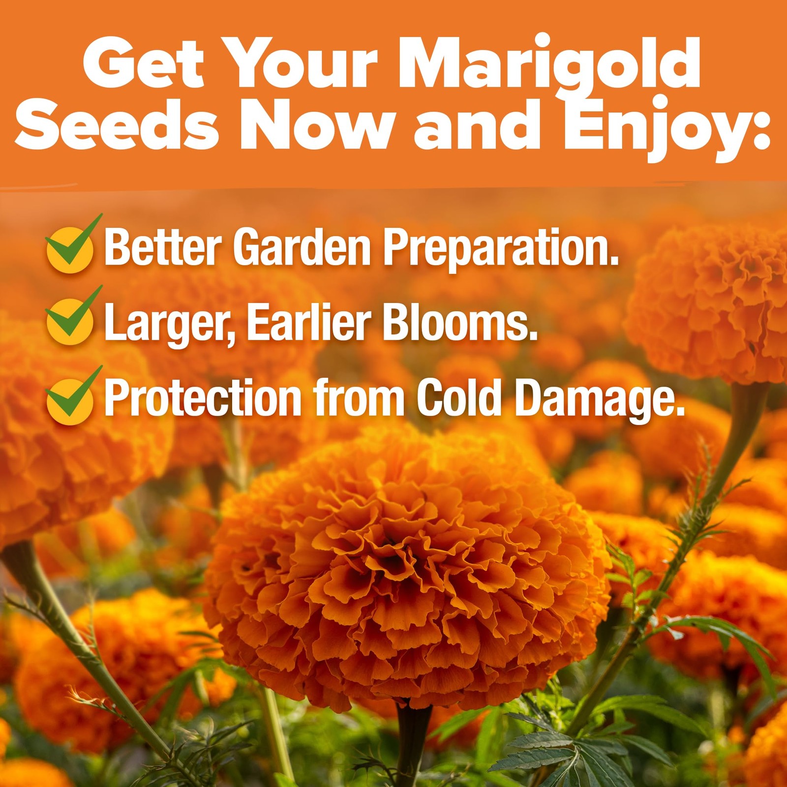 HOME GROWN Crackerjack Marigold Seeds | 4 oz / 35,000 Flower 1-Pack, Orange
