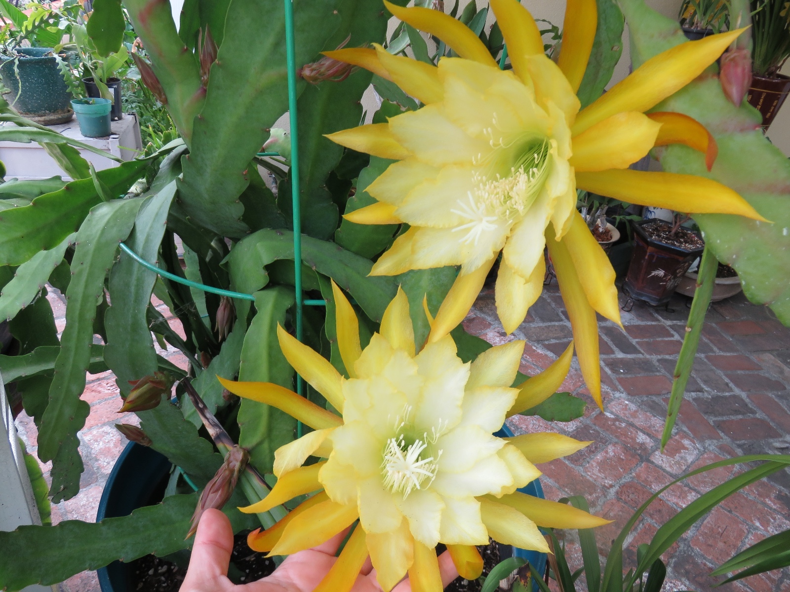 Epiphyllum Orchid 8″-10″ Fresh cutting plant Queen Of The Night Cactus Ric Rac